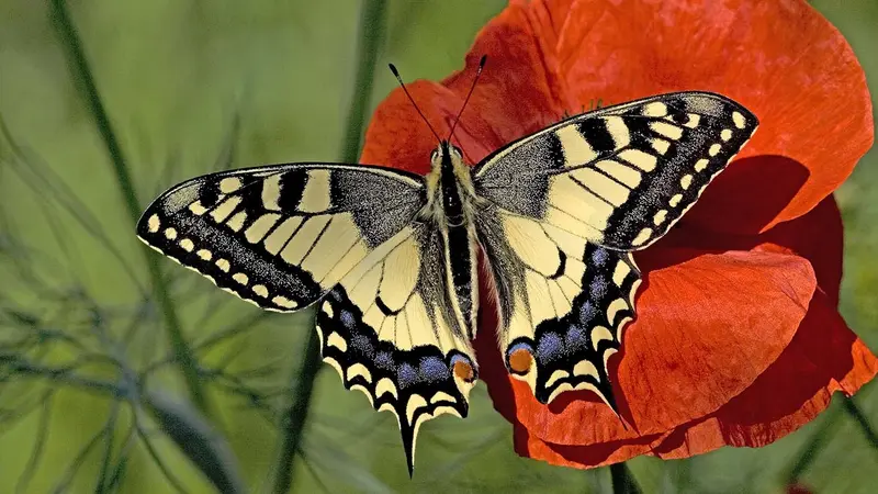 Koninginnenpage