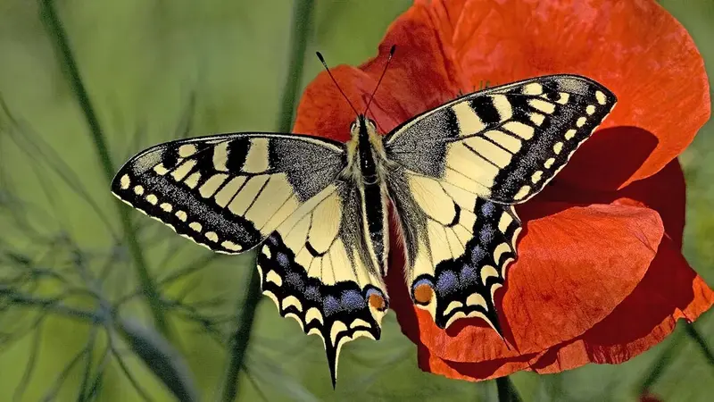 Vlinders laten je inspireren