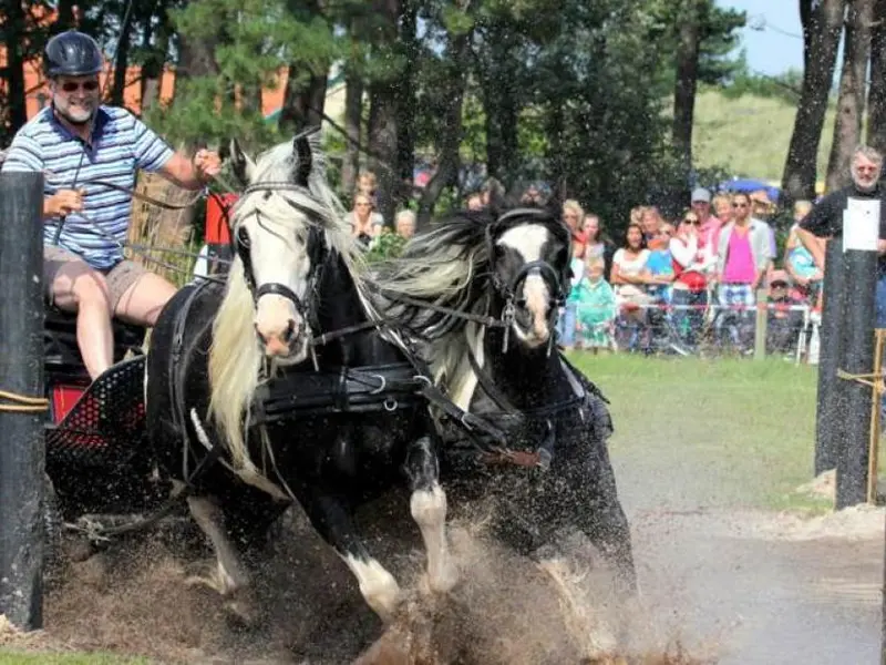 Horse Marathon